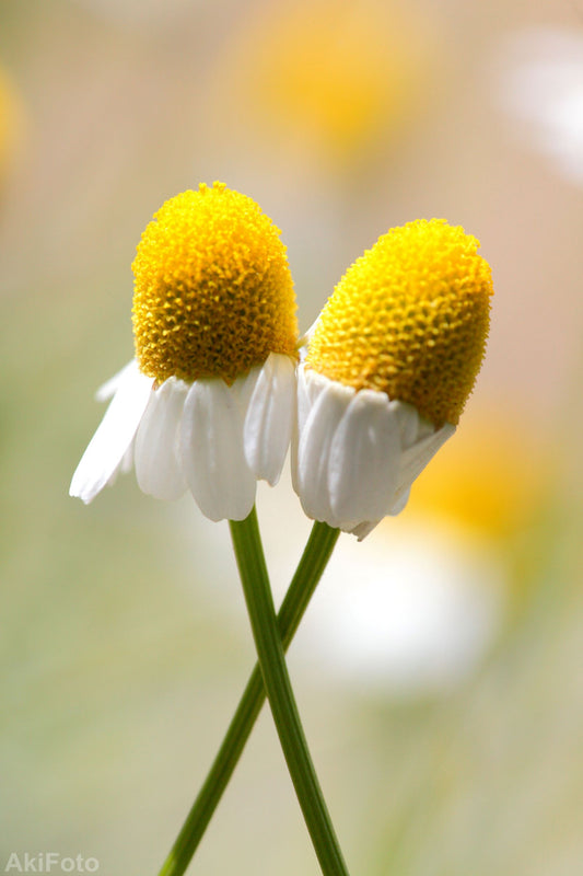 「なかよし色」 ー夢心地シリーズー