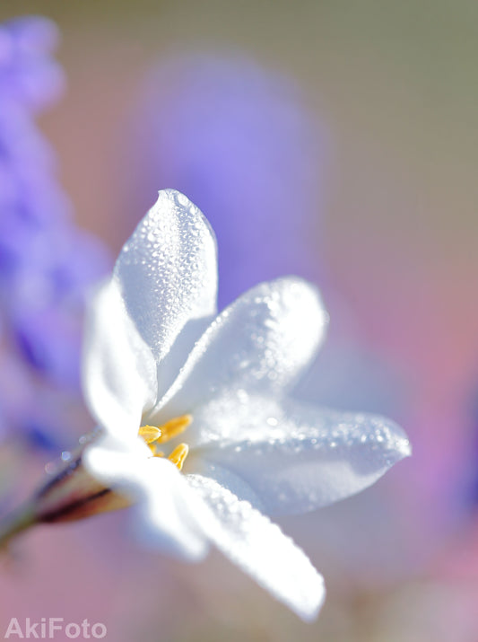 「至福色」 ー夢心地シリーズー
